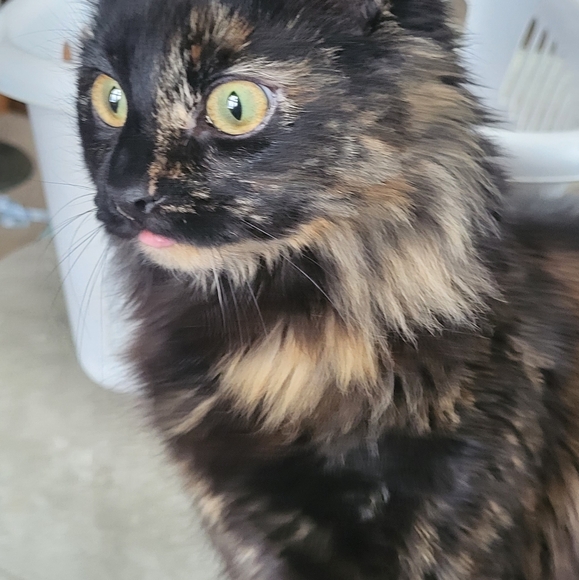 Meet your Posher, Carrie - Picture 8 of 11